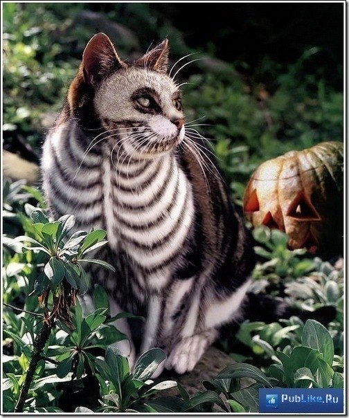 Эмилия Фролова | Санкт-Петербург