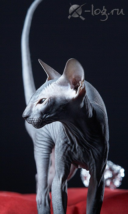 Аля Гайворонская | Солнечнодольск