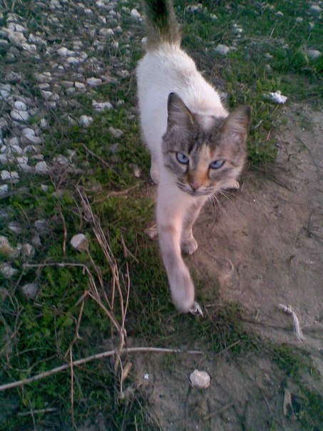 №11, Семён Резников №11, Семён Резников