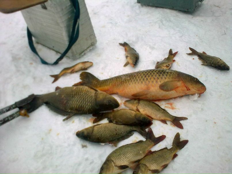 Віталій Дятел -‘๑’- ツ о_О ) | Бар