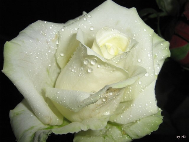 Наталья Животникова | Няндома