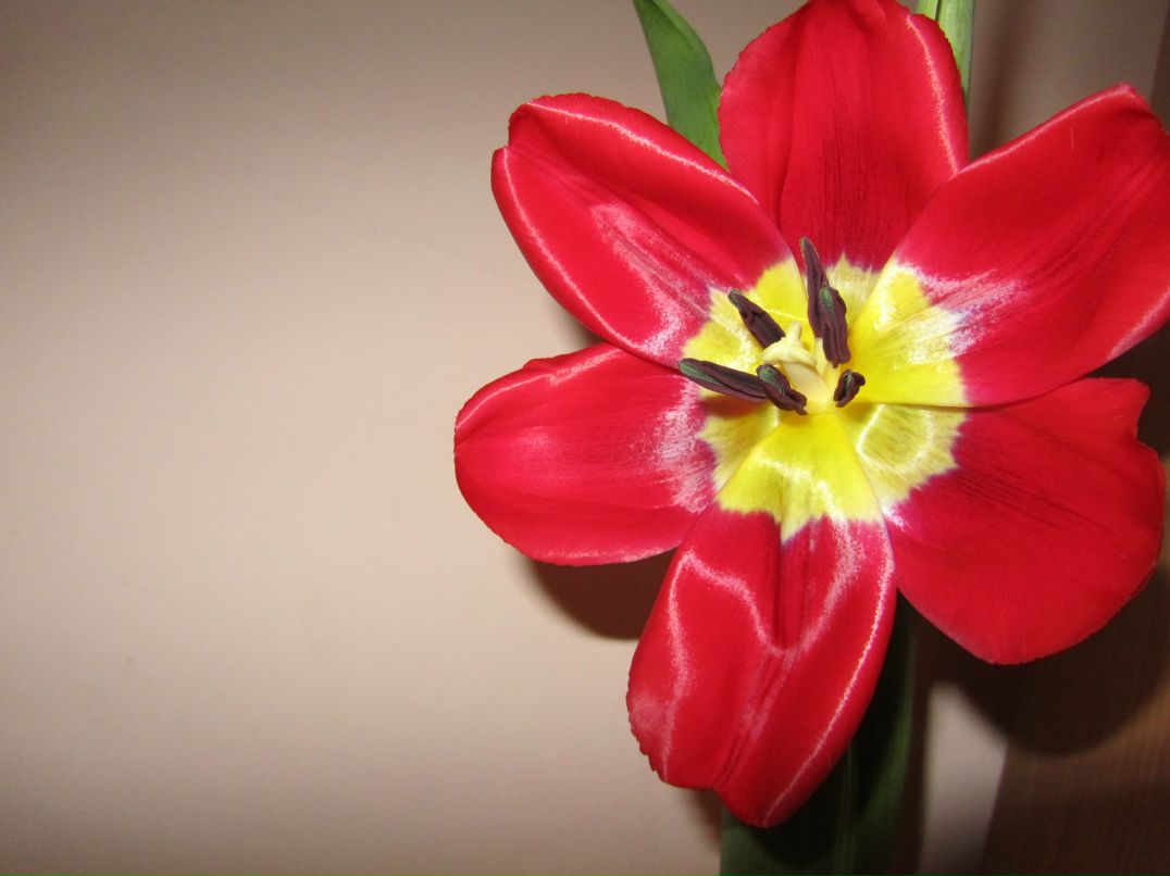 Александра Адушева | Новосибирск