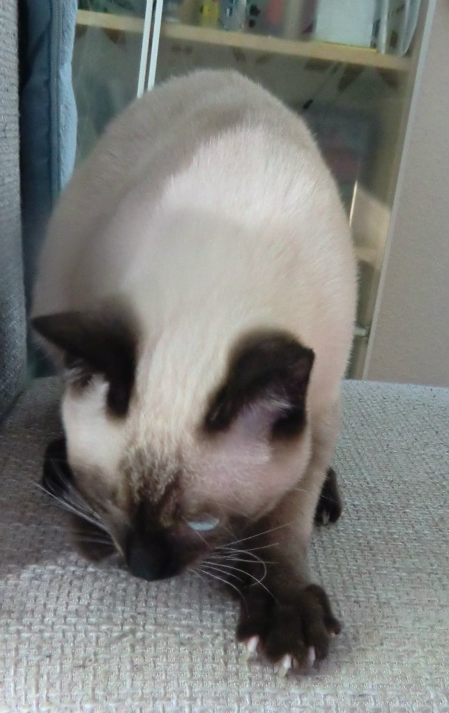 Аня Капплер *~ani-ko~* | Киев