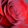 Фотография Ксюша Цветкова