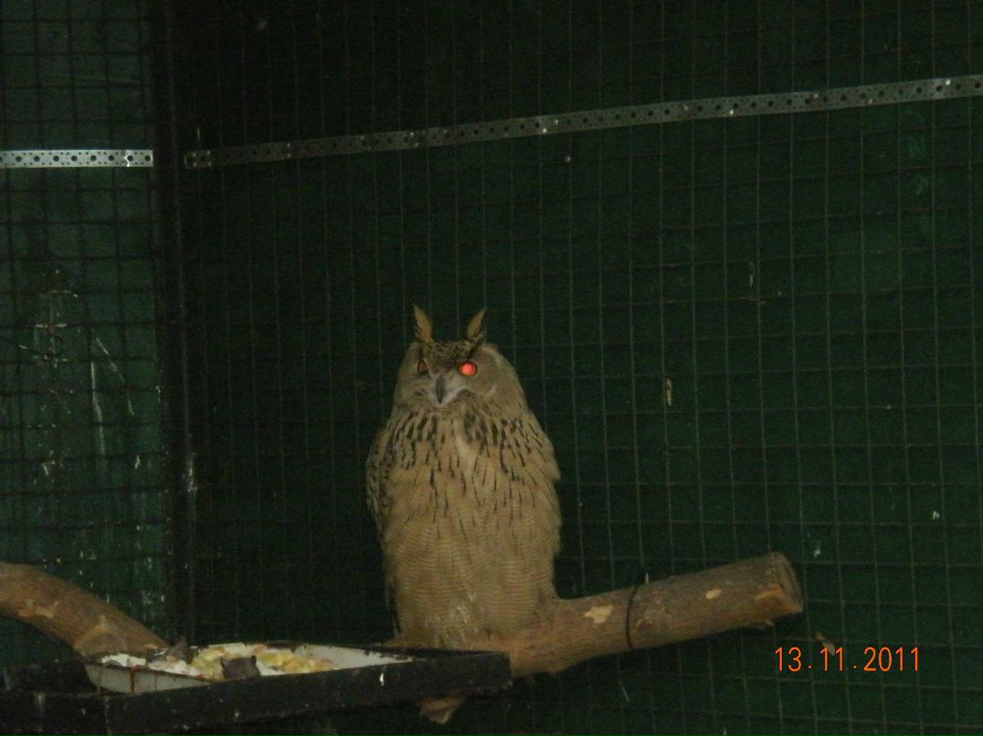 Игорь Шаповаленко | Глухов