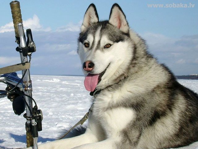 №26, Анна Ковалева Колыхалова, 33 года, Бийск №26, Анна Ковалева Колыхалова, 33 года, Бийск