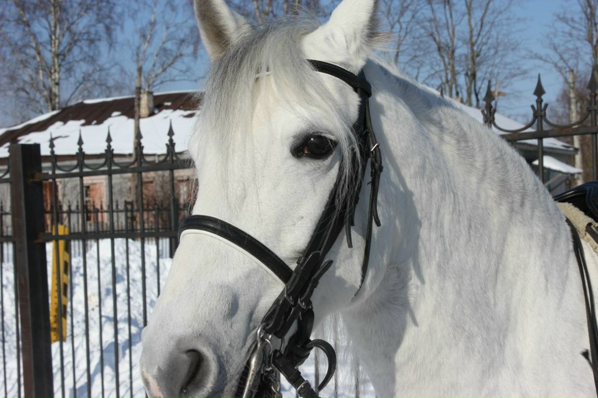 Виктор Бубнов | Череповец