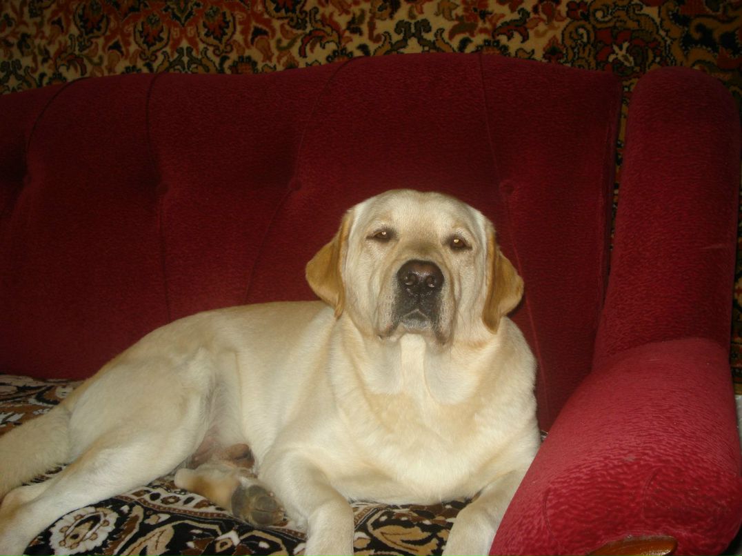 Сергей Меньшиков | Киев