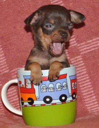 Владислав Петреченко intelektika | Бийск