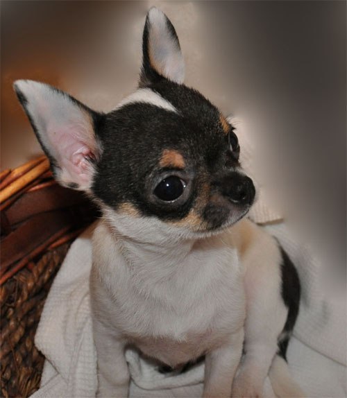 Світлана Миха | Киев