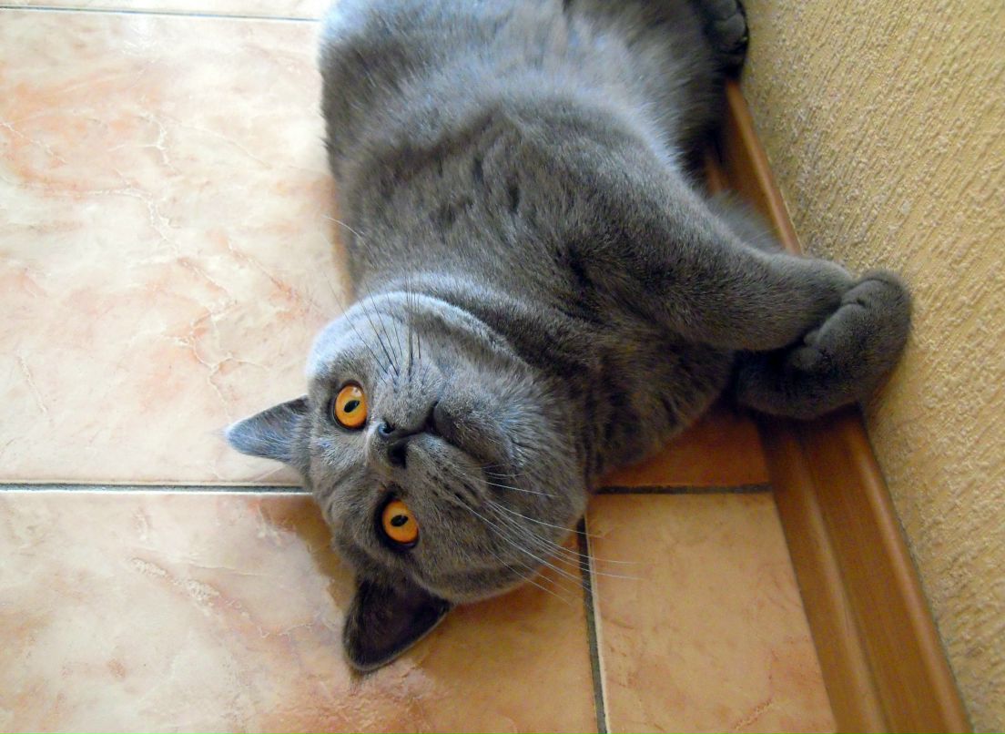 Людмила Лемешко | Горловка