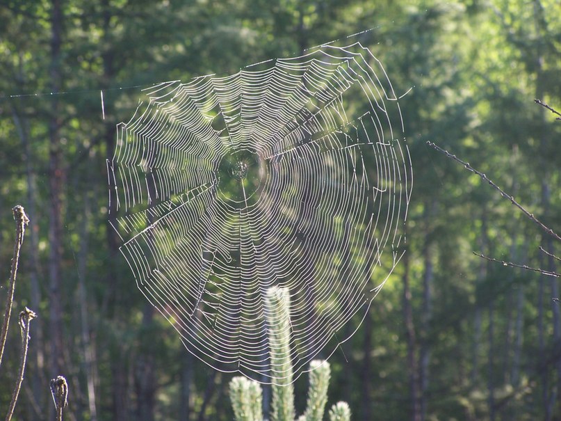 Павел Серкин | Кумора
