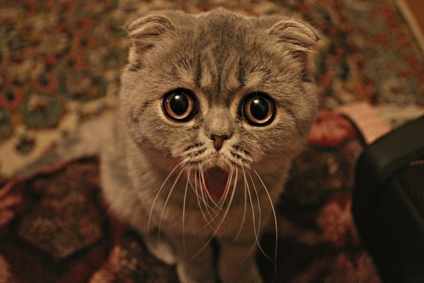 Андрей Лапшов | Москва