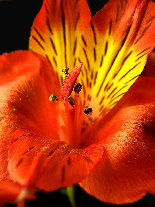 Елена Степанова | Воскресенск