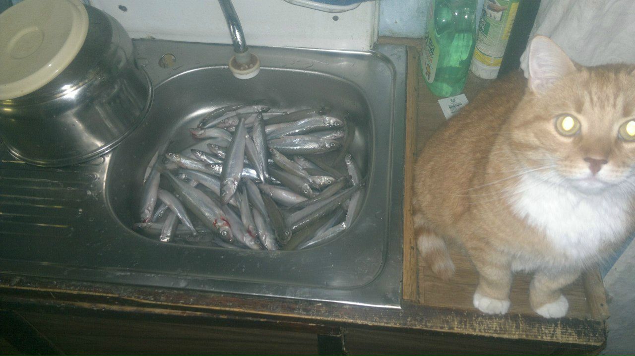 Алексей Соловьев | Кронштадт