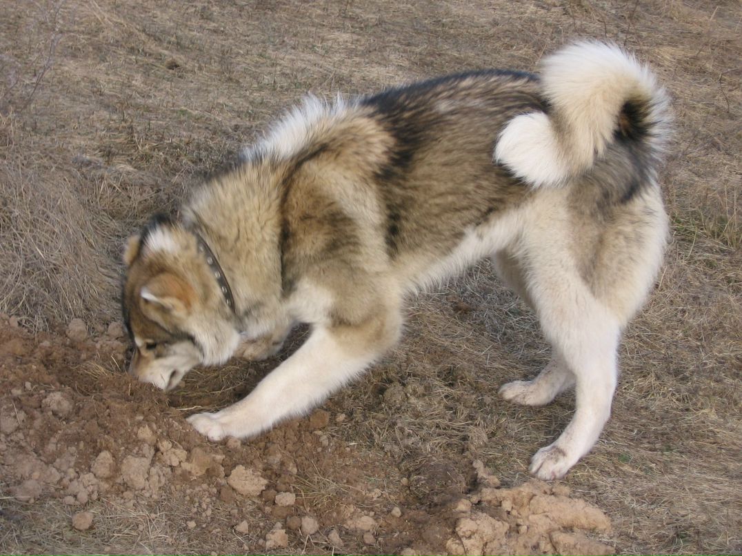 Святослав Кулыба | Чернигов