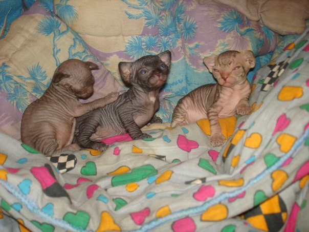 №37, Виктория Переверзева №37, Виктория Переверзева