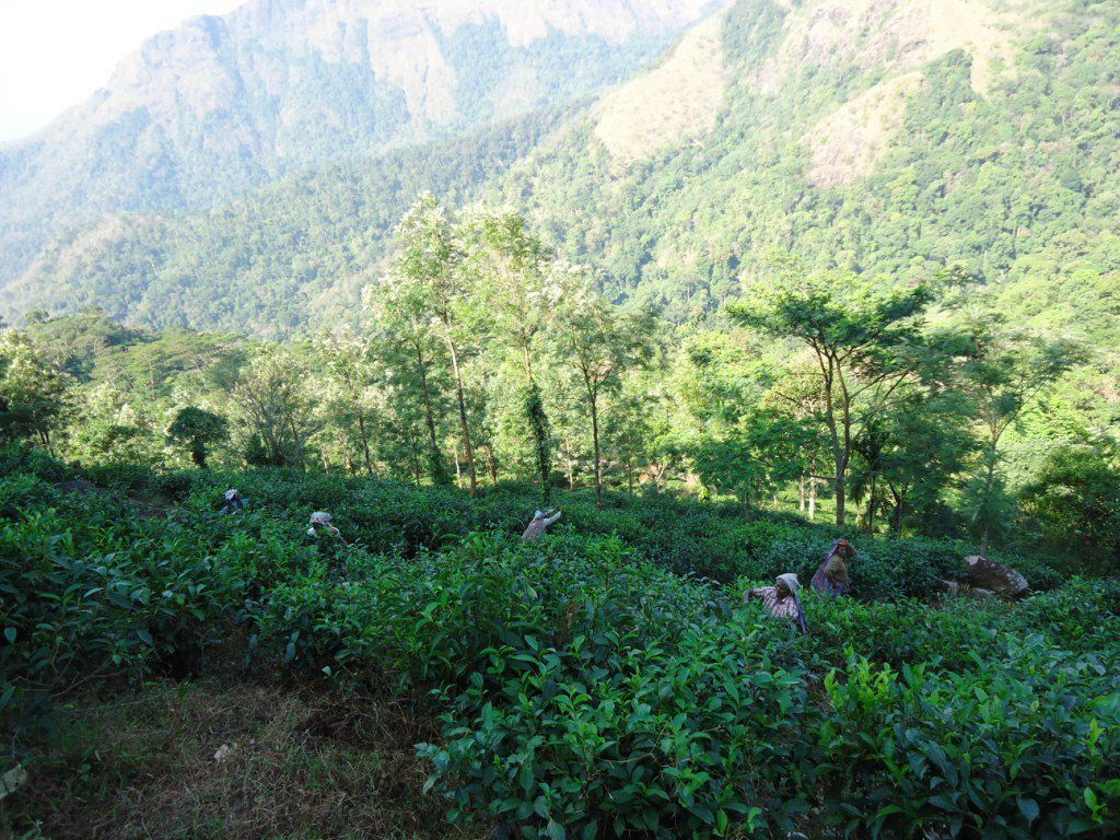 Игорь Червоный | Киев