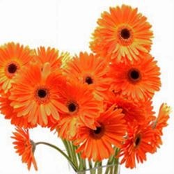 Сладкая Девочка | Хабаровск