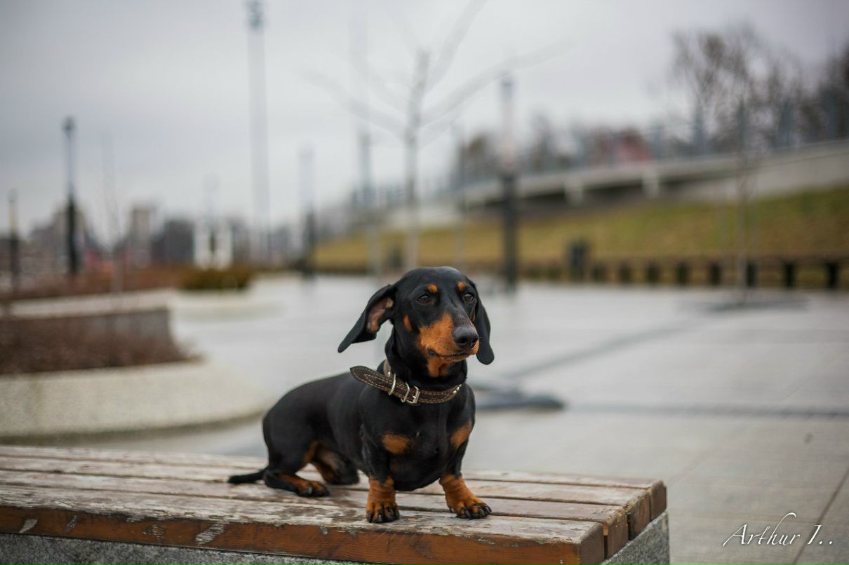 Arthur Ivanov (Aston Inners) | Калининград