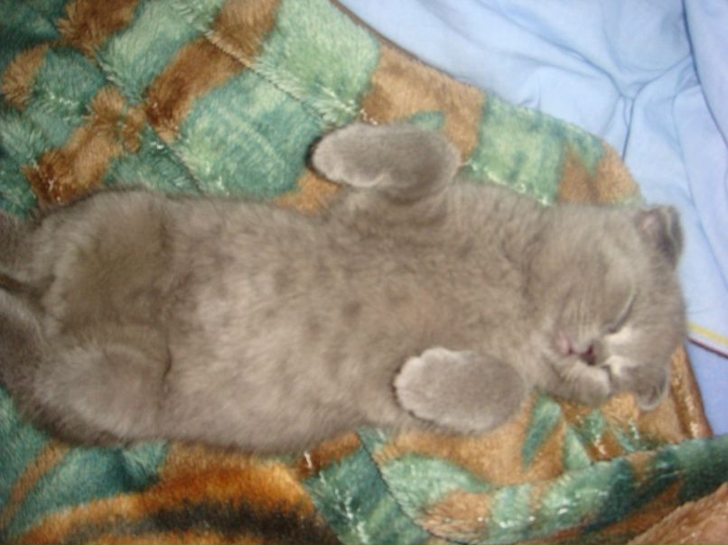 Даниэль Аманов | Лиманское