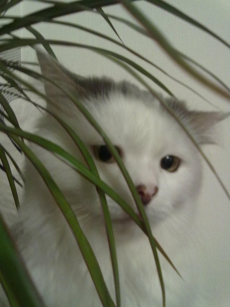 Елена Гриб | Киев