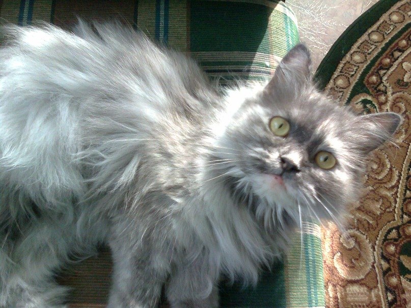 Светлана Устюжанина | Авдеевка