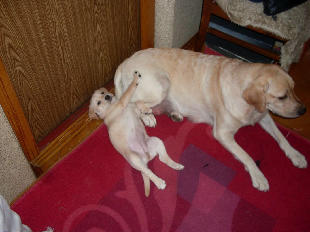 Диана Оренко | Киев