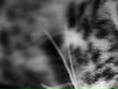 Міша Купчак ~  NORIS ~ | Львов