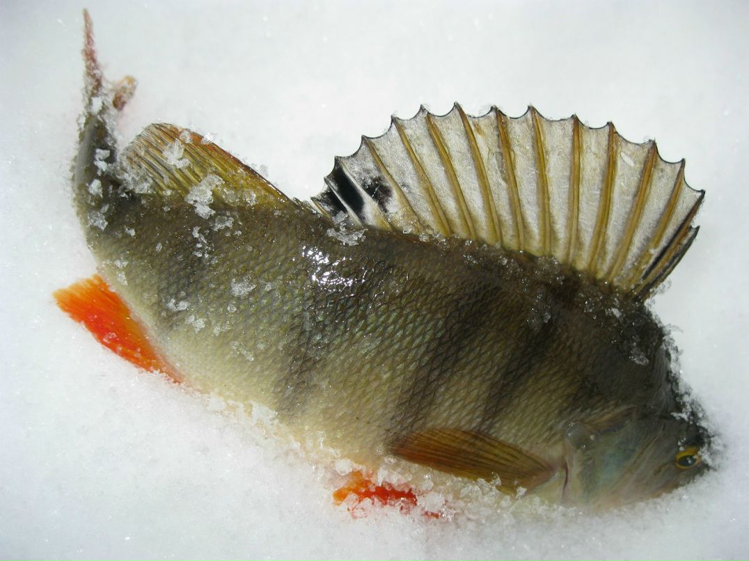 Александр Никифоров | Новосибирск