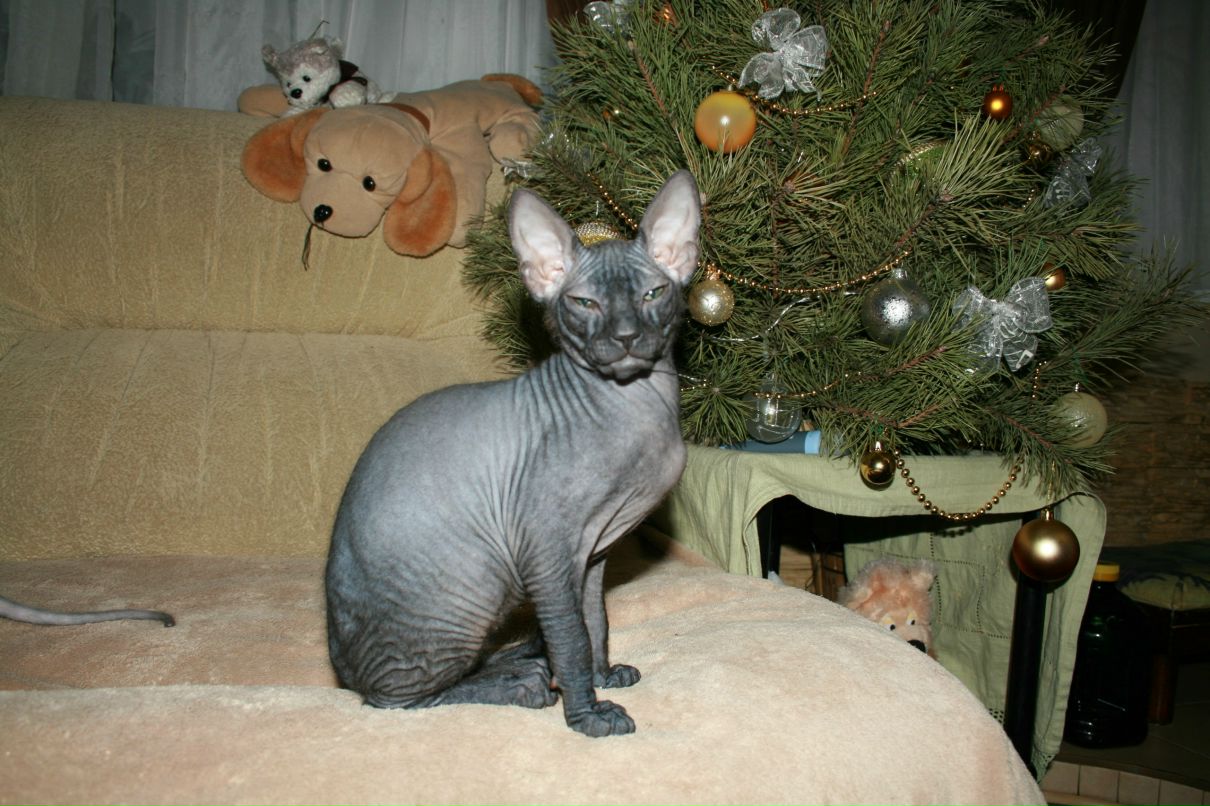 Ирина Вансовская | Киев