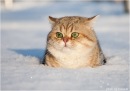 Фотография Каштановой Наталии