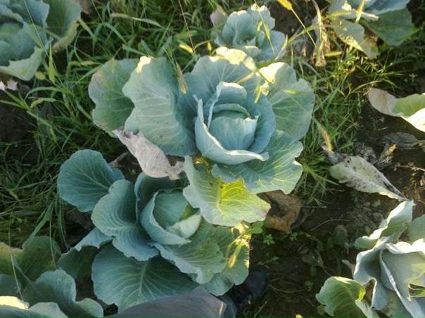 №1, Андрій Піскорський №1, Андрій Піскорський