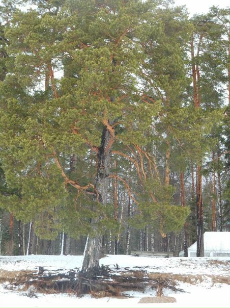 №58, Виктория Алешина, 48 лет, Санкт-Петербург №58, Виктория Алешина, 48 лет, Санкт-Петербург
