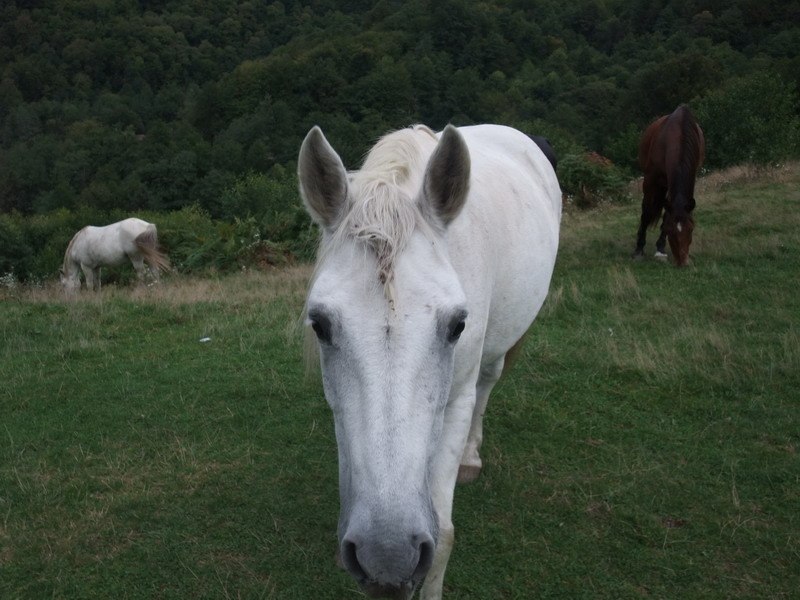 Лена Пентина | Киров