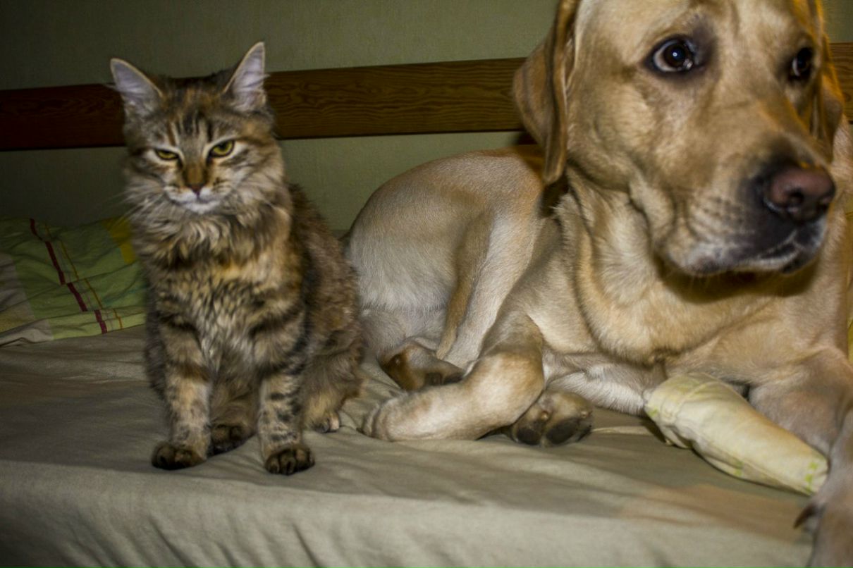 Кит Чернявский Никита | Минск