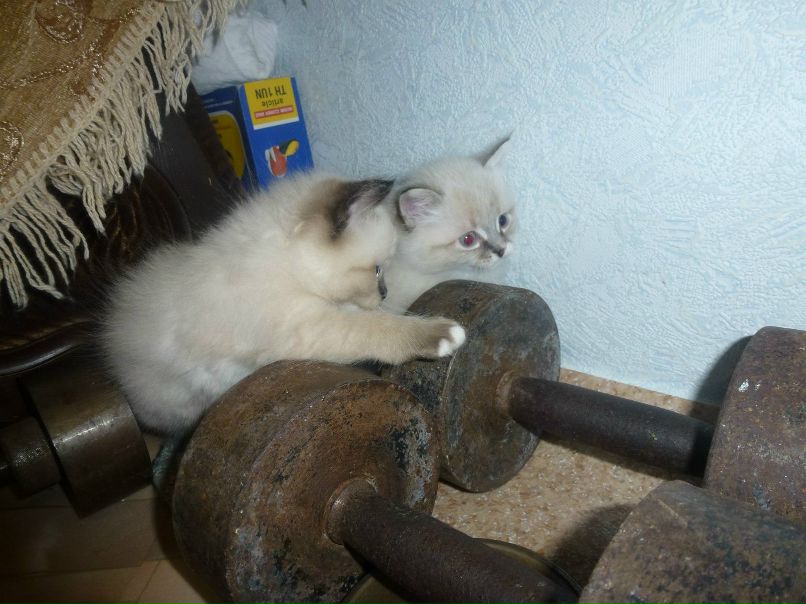 Елена Вебер | Красноярск