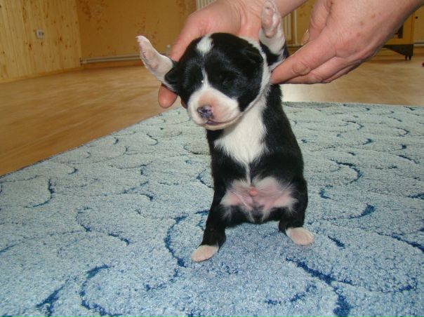 №11, Аделия Мунасипова №11, Аделия Мунасипова