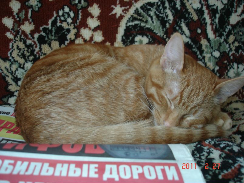 №45, Алена Тугарева, 37 лет, Выкса №45, Алена Тугарева, 37 лет, Выкса