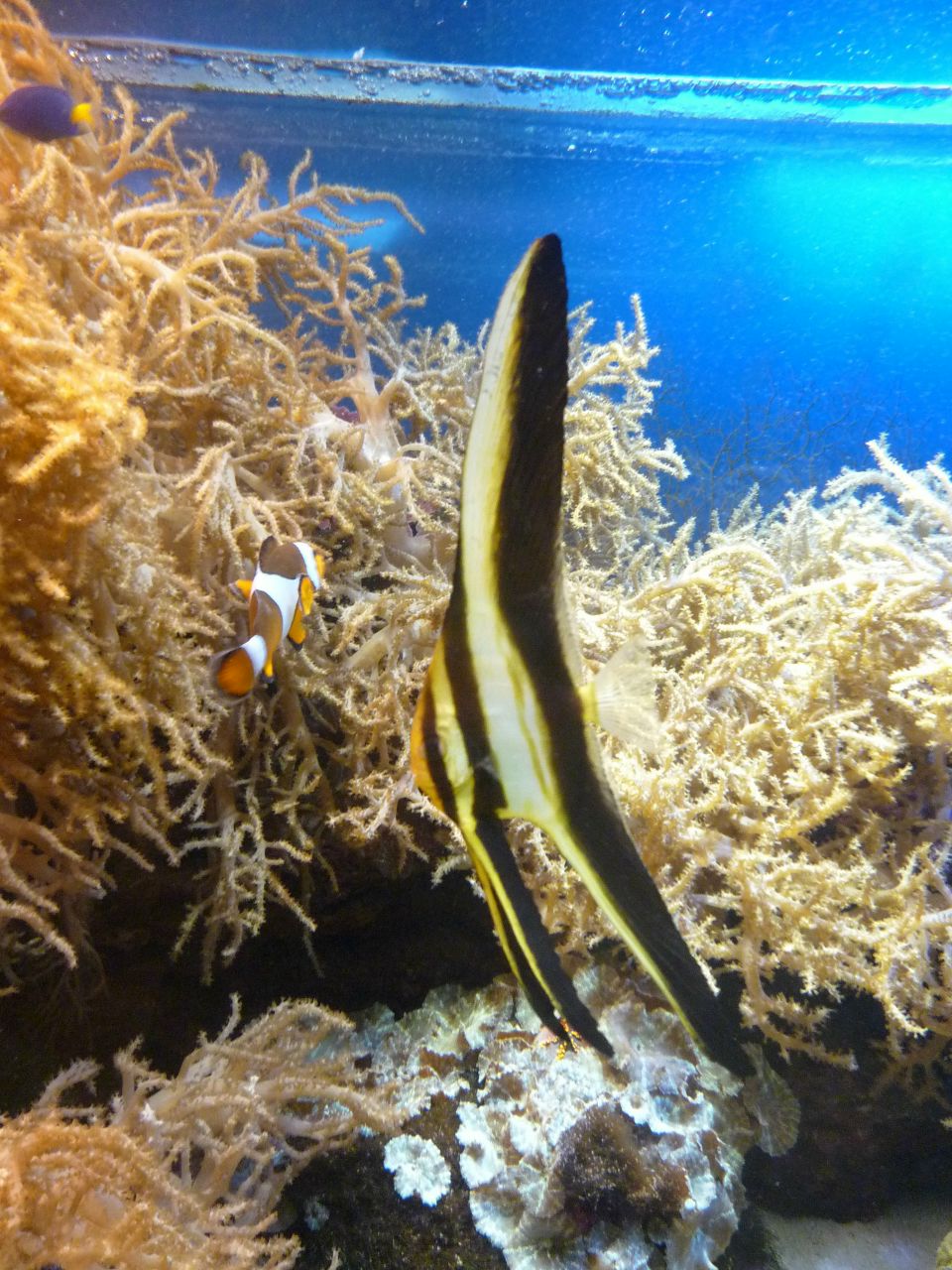 Елена Лондон | Санкт-Петербург