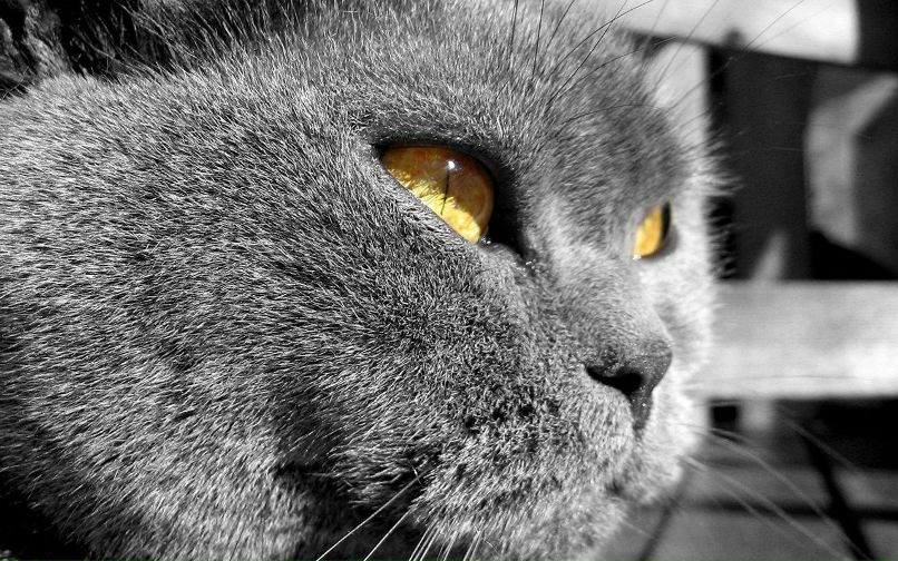 Дима Пучков | Berlin