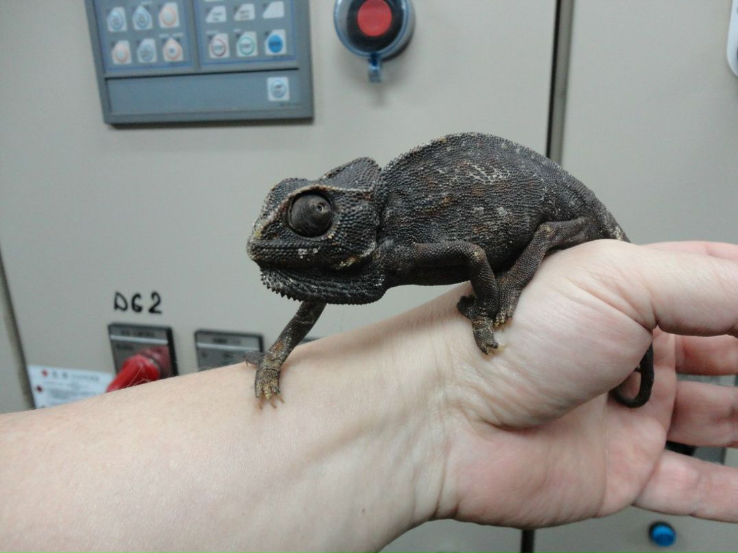 Михаил Рябенков | Калининград