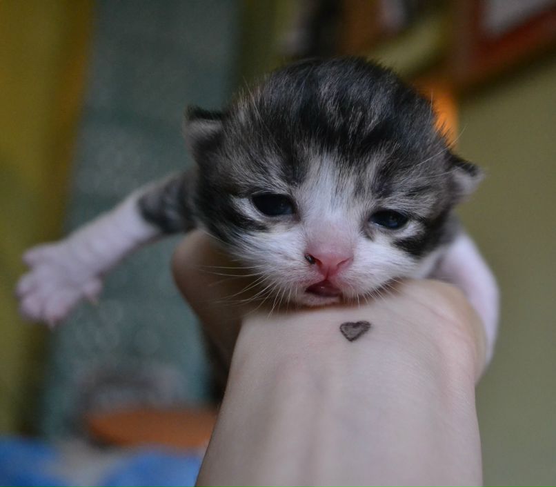 Наталя Піх | Львов