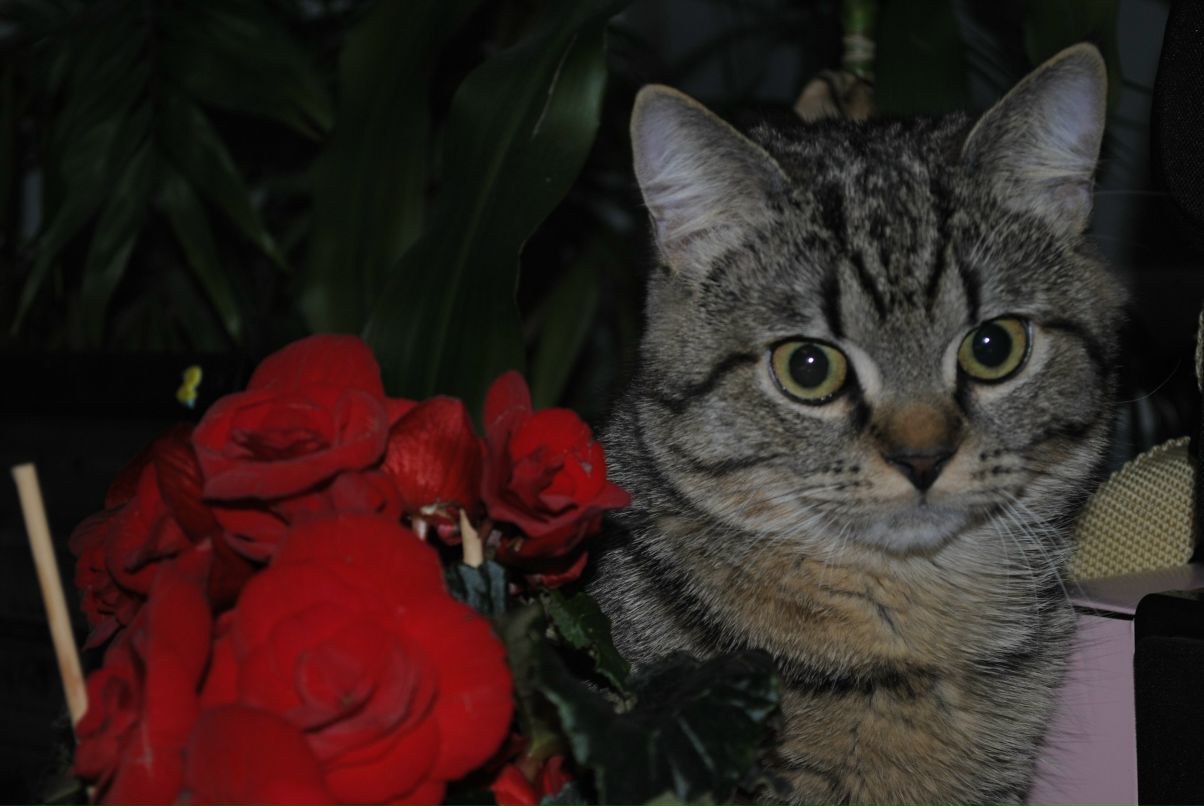 Svet Svet | Днепр (Днепропетровск)