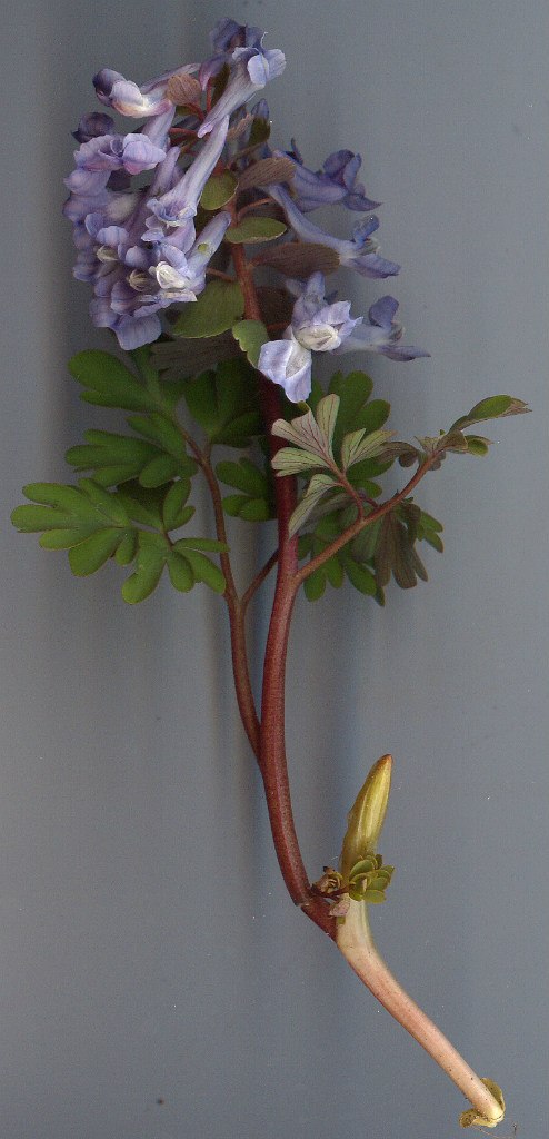 Игорь Полищук Ник | Алексин