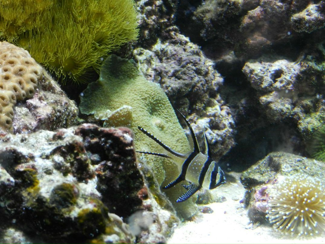 Дмитрий Киселёв | Новосибирск