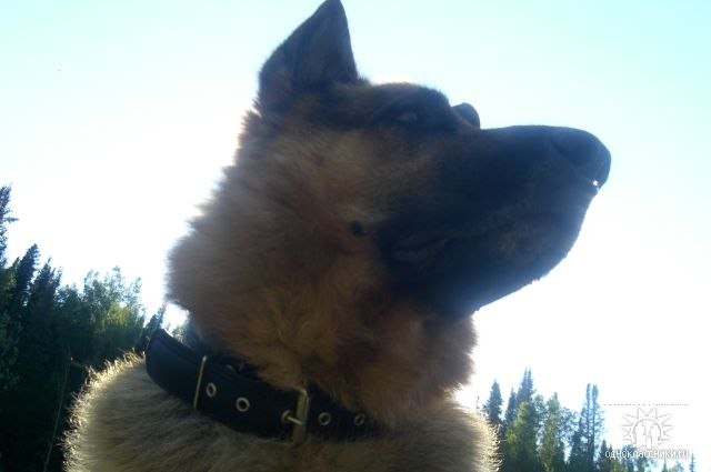 Маргарита Кобзарева | Риддер