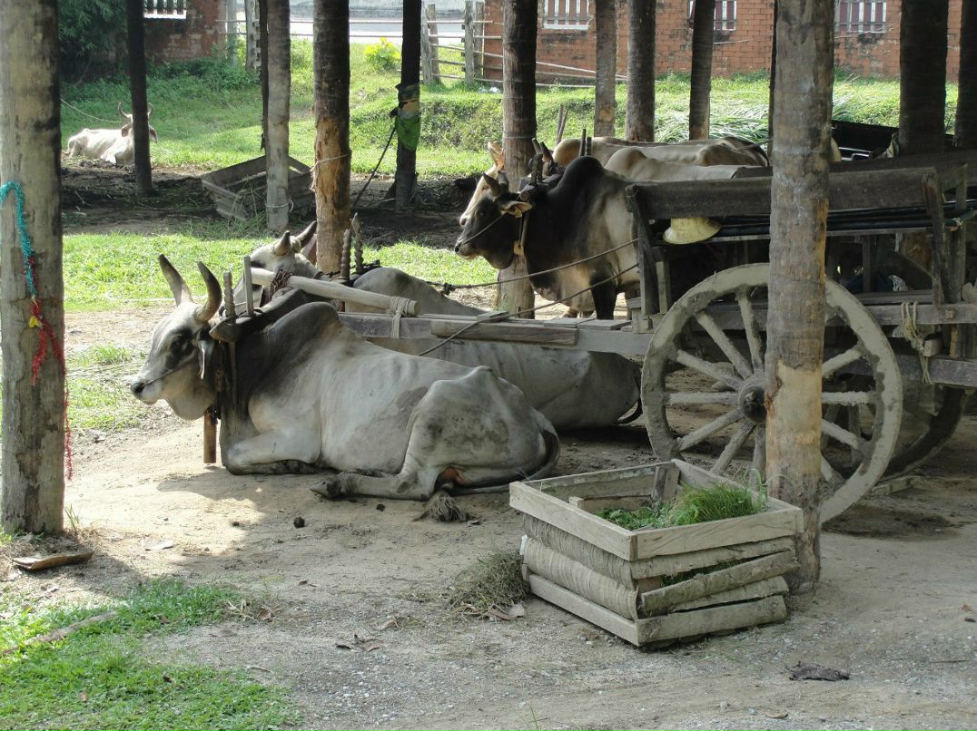 Ольга Протопопова | Москва