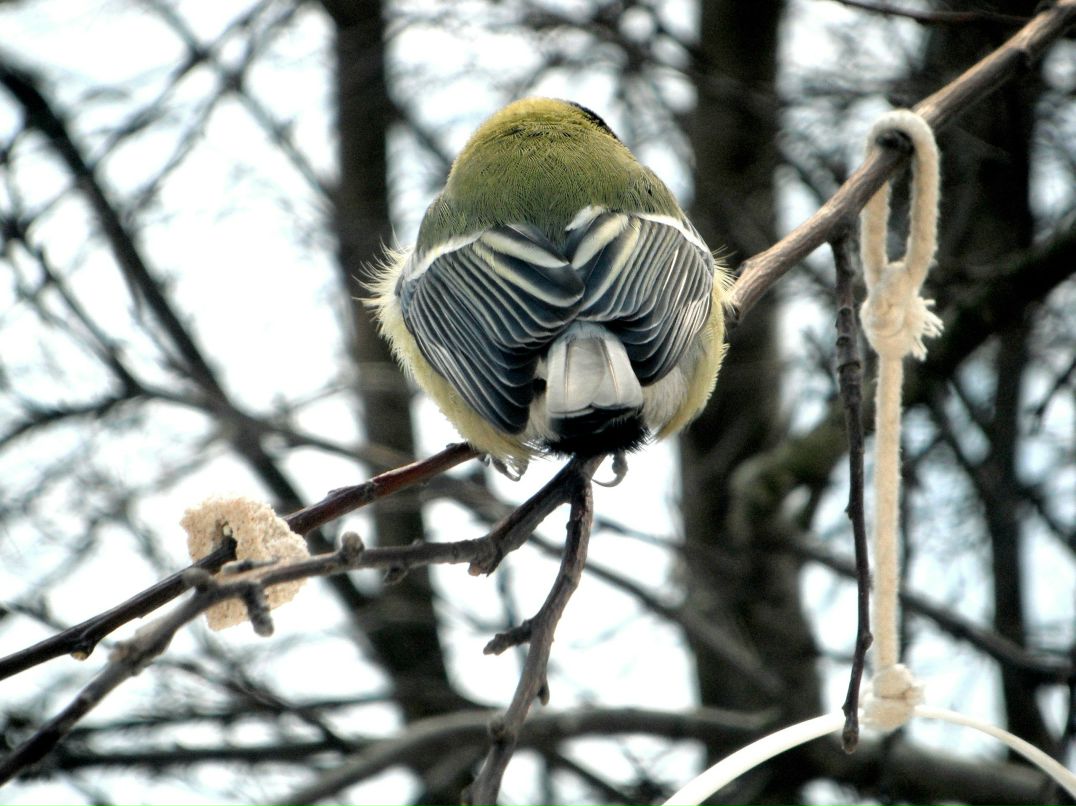 Олег Колосов | Луга