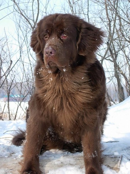 Николай Хохлов | Калининград